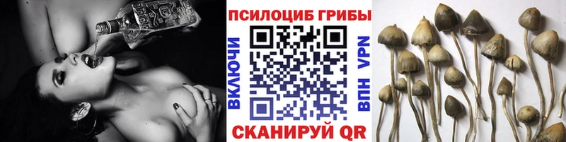 Галлюциногенные грибы Psilocybine cubensis  omg как зайти  Новосибирск 